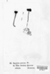 Agaricus porreus image